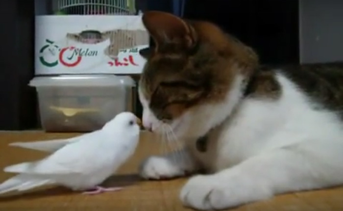 Кот и попугайчик - лучшие друзья.