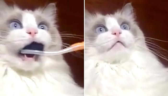 Коту впервые почистили зубы.