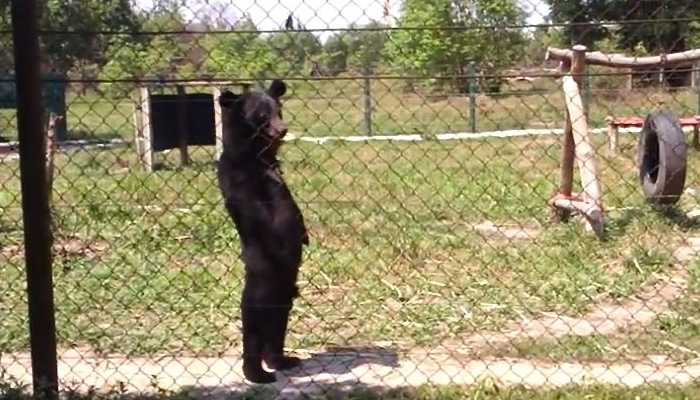 Интрига дня: азиатский черный медведь или переодетый человек? |