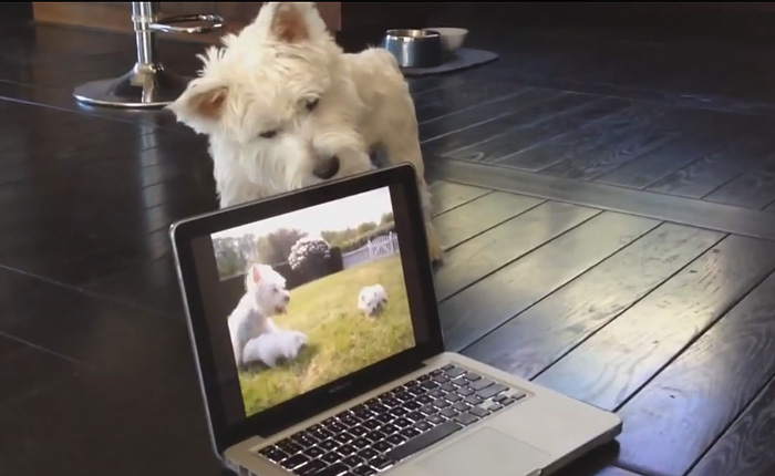 Собаке заморочили голову обыкновенным роликом на ноутбуке.
