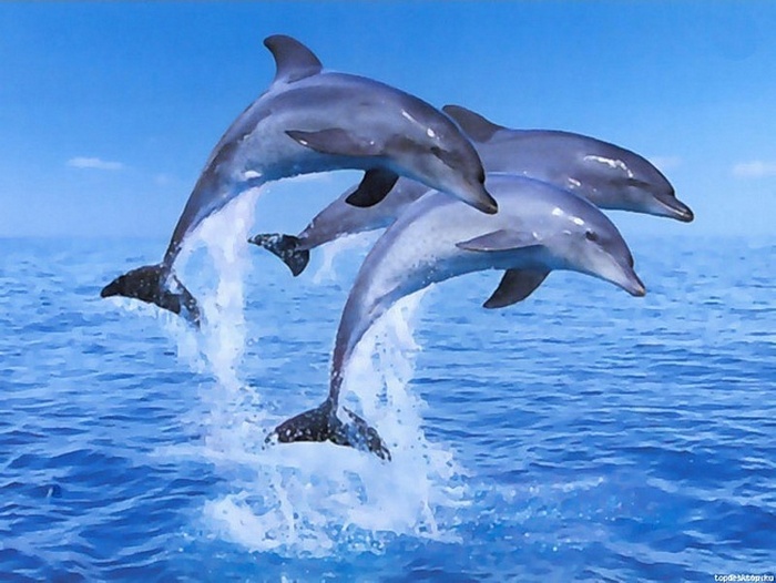 Удивительные дельфин