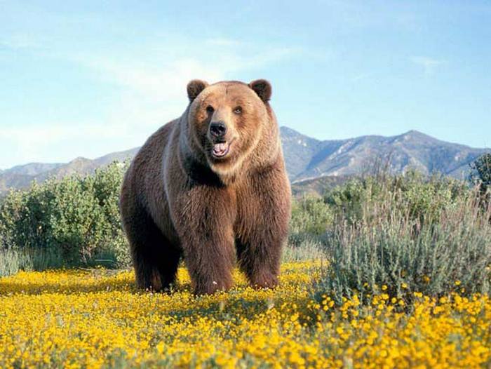 Медведь - хозяин леса.
