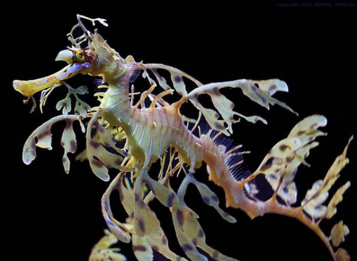  Морской листовой дракон и другие морские обитатели океана.