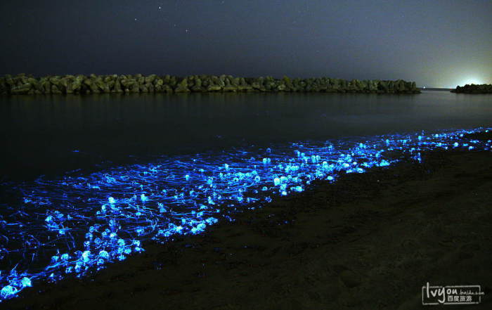 Светлячок Firefly Squid.