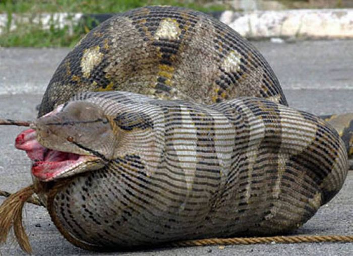 9 самых жадных в мире змей, для которых завтрак закончился летальным  исходом |