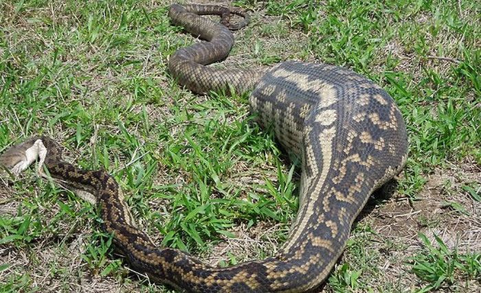 9 самых жадных в мире змей, для которых завтрак закончился летальным  исходом |