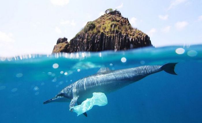 Дельфин и мусорный пакет.