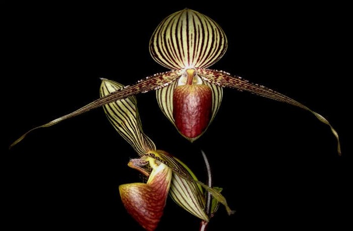  Орхидея  Золото Кинабалу.