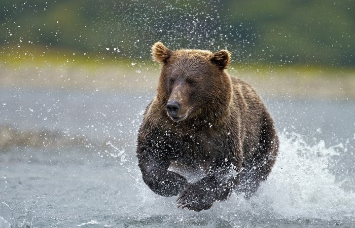 Медведи - прекрасные бегуны.
