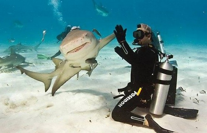 Знание повадок акул - против акул.