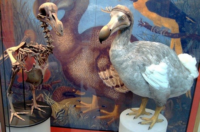 Птица Додо и другие животные из далёкого прошлого.