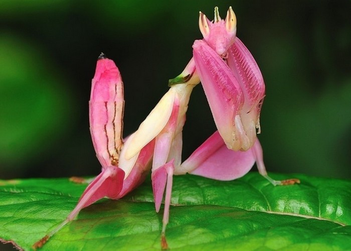 Красивейшее насекомое: орхидейный богомол.