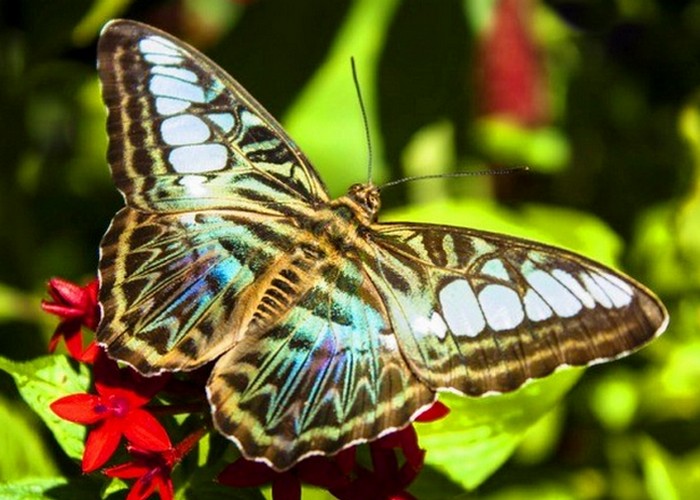 Красивейшее насекомое: тигровая бабочка.