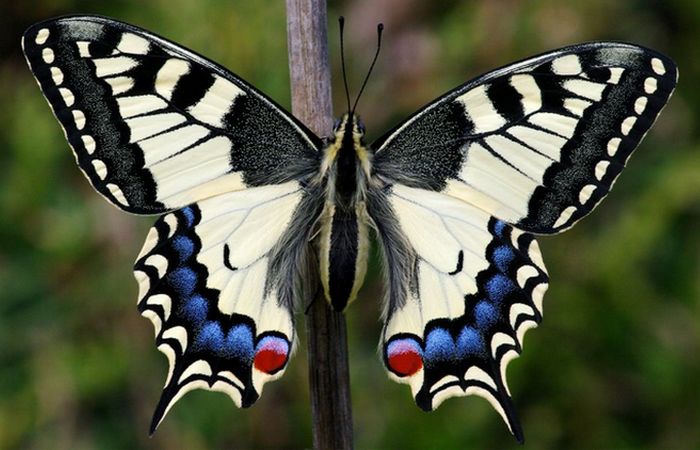 Красивейшее насекомое: махаон (Papilio machaon).