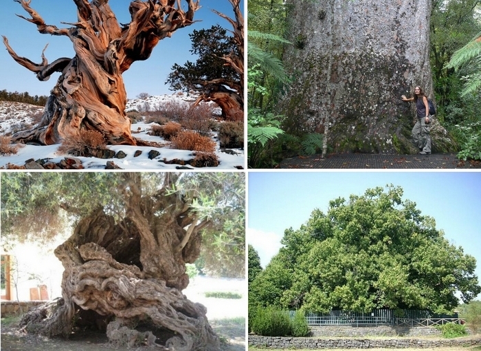 Самые старые деревья на планете Земля