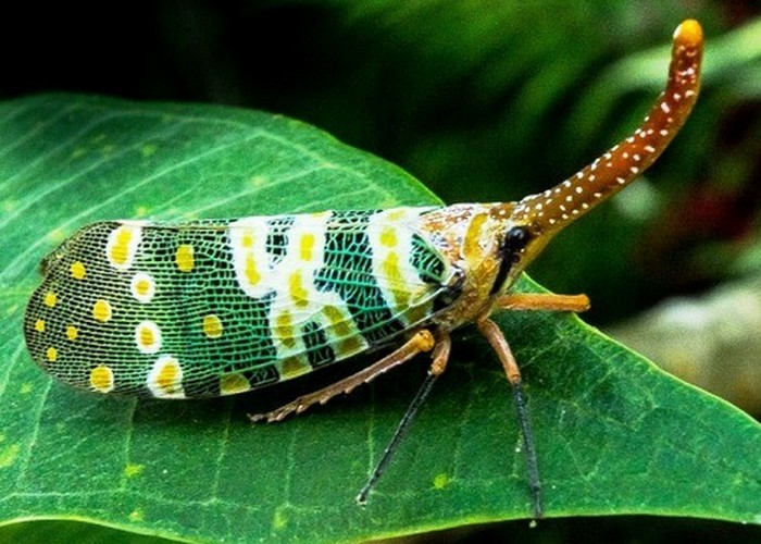 Красивейшее насекомое: фулгороида.