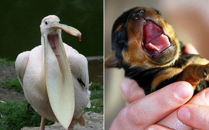 Эти забавные животные: зевающая мимимишность.