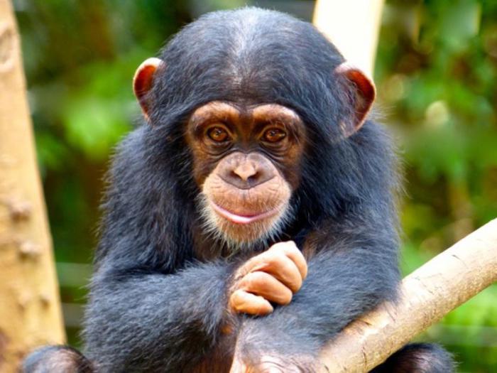 Шимпанзе - носители СПИПа.