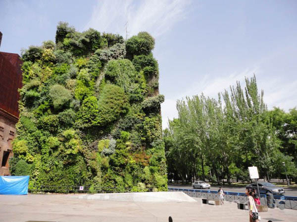 250 видов растений на одной стене