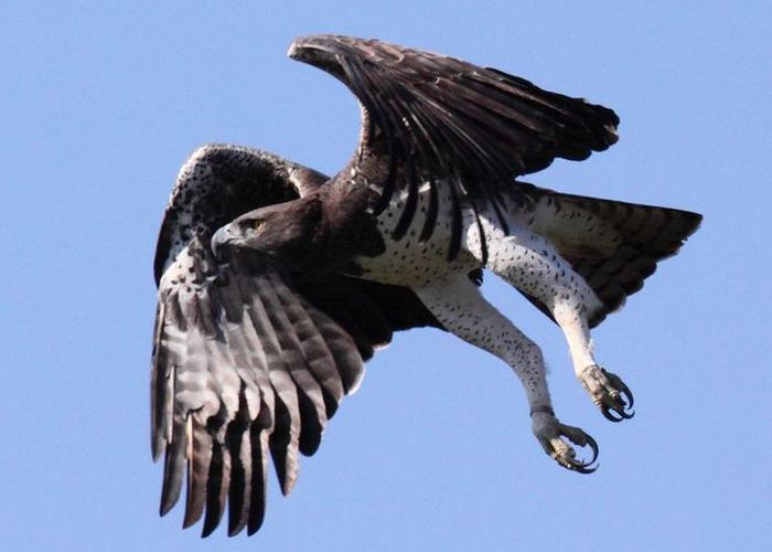 Крупная хищная птица: боевой орел.