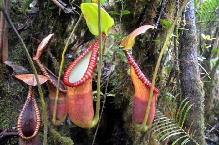 Растение-хищник Nepenthes Lowii