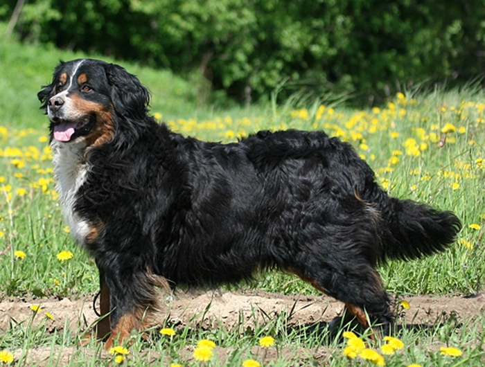 Крупная собака: бернский зенненхунд.