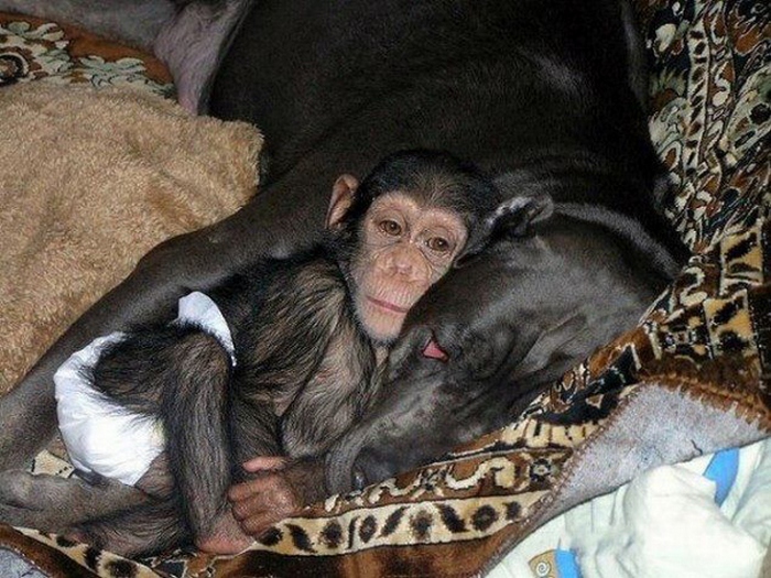Итальянский мастифф и детёныш шимпанзе