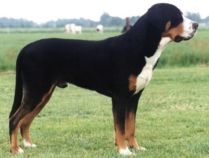 Крупная собака: большой швейцарский зенненхунд.