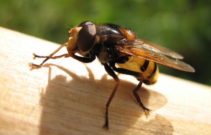 Опасное животное: муха це-це.