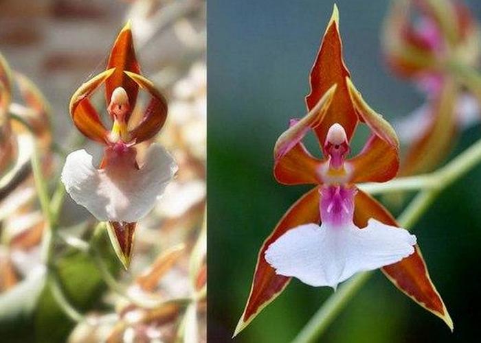 Уникальное растение: орхидея-балерина.