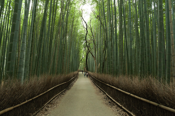 Бамбуковый путь к дзену