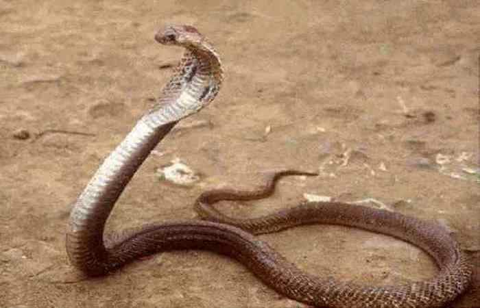 Осторожно! Филиппинская кобра.