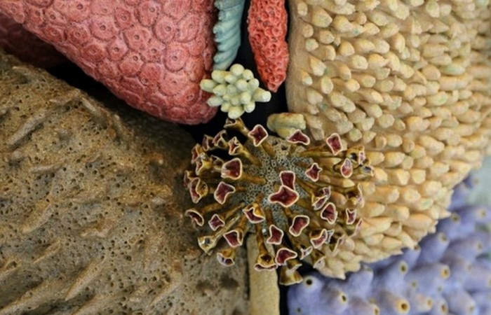 Искусственный коралловый риф Кортнея Маттисона.