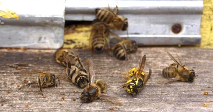 Канада собирается запретить пестициды, убивающие пчел.