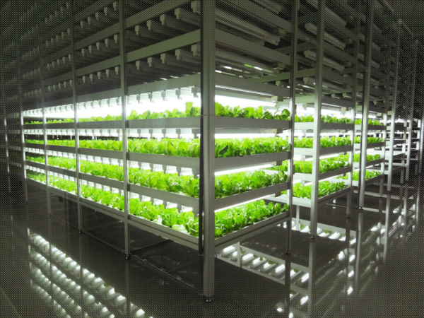 Инновационное выращивание салата