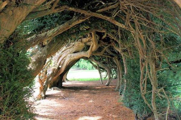 Туннель из тисовых деревьев