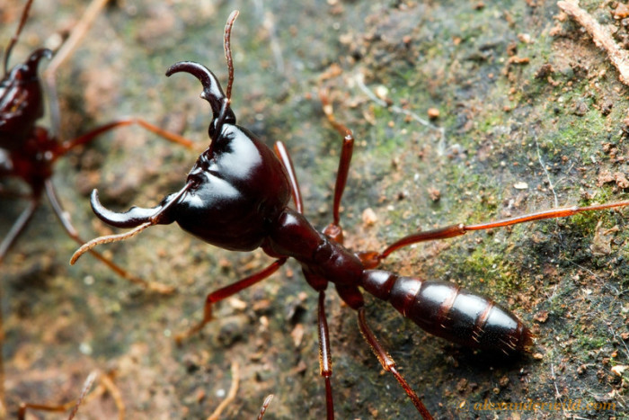 Африканские муравьи