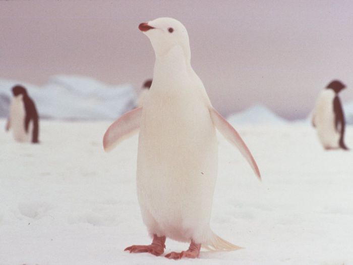 Пингвин-альбинос.