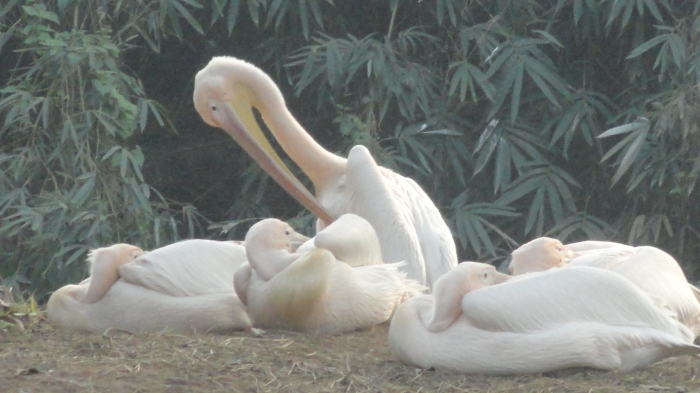 Пеликан-альбинос