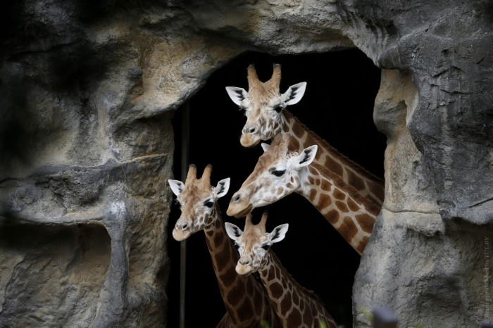 Жирафы ждут обеда