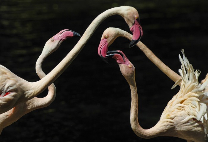 Фламинго в зоопарке в Китае.