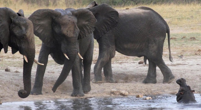 Слоны против гиппопотама
