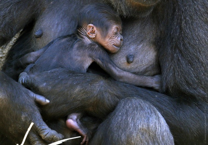 Равнинная горилла с детёнышем