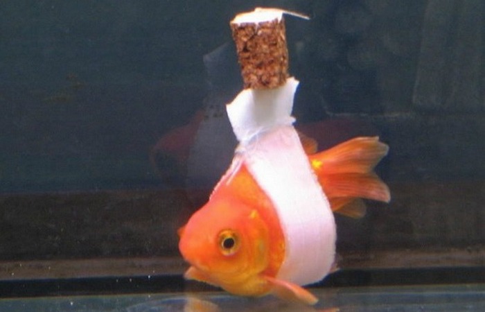 Золотая рыбка, потерявшая способность плавать.