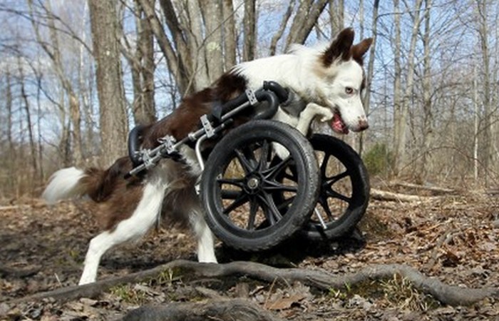 Собака-инвалид Рузвельт.