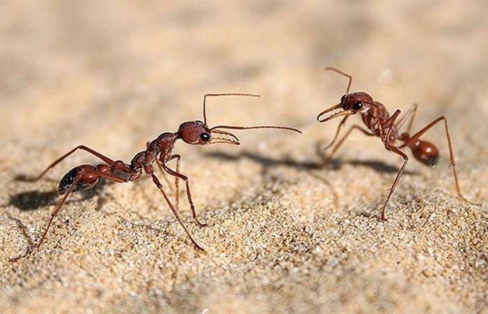 «Ленивые муравьи».