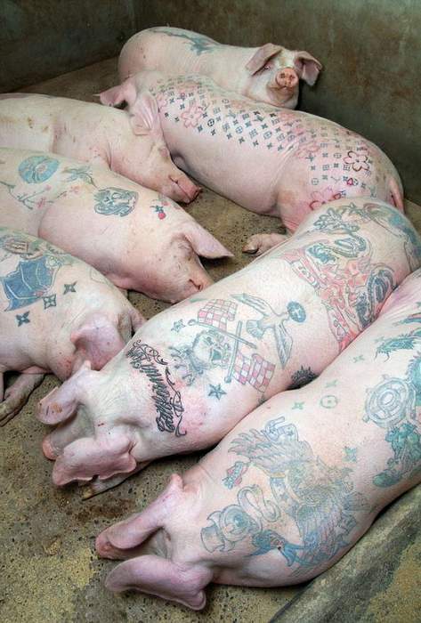 Свиньи с татуировками.