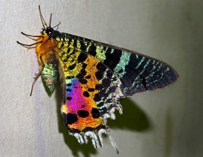 Красивое насекомое: урания мадагаскарская.