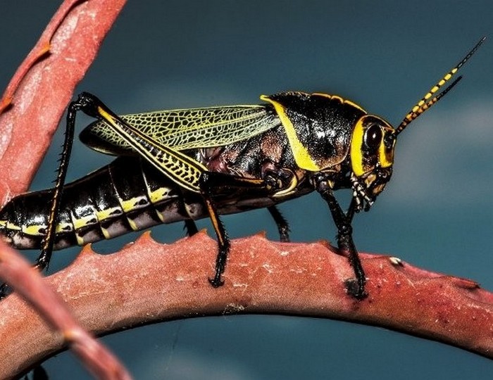 Красивое насекомое: западная американская кобылка.