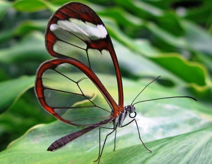 Красивое насекомое: стеклянная бабочка.